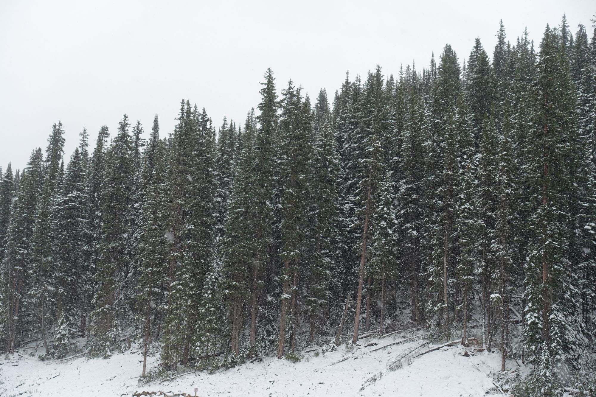 ♫ Walking in a Winterwonderland ♫