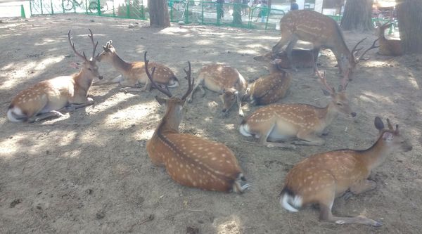 Heijō-kyō oder Nara