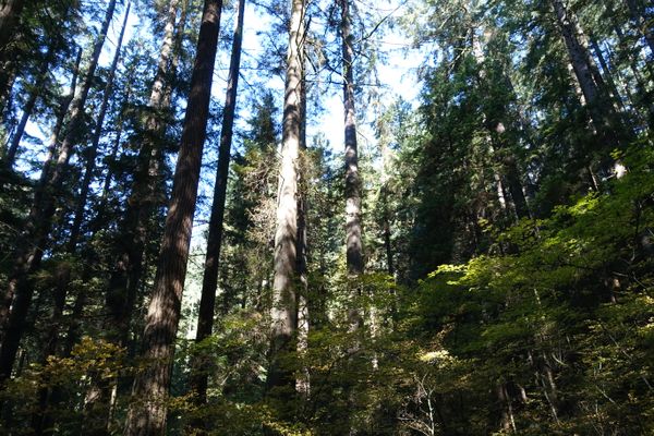 Lynn Canyon & Lynn Headwaters